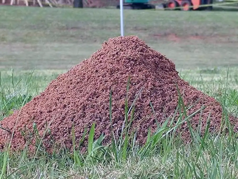 Fire Ant Hill