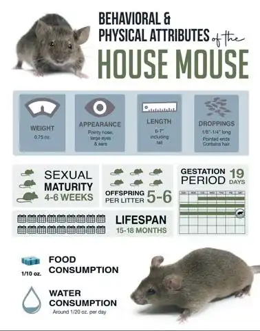 House Mouse