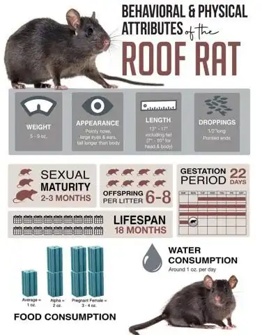 Roof Rat