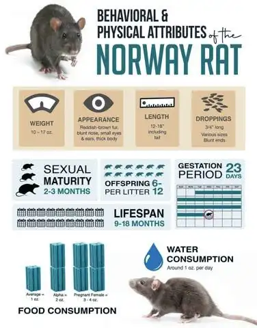 Norway Rat