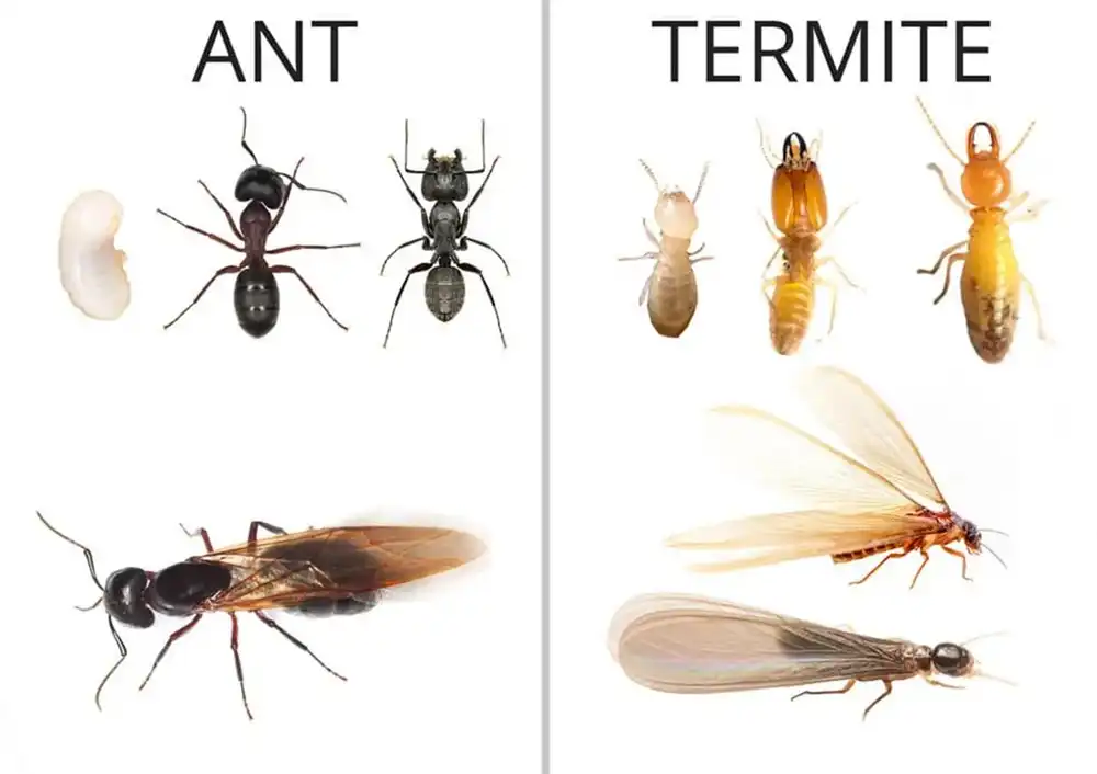 Termite comparison to Ants